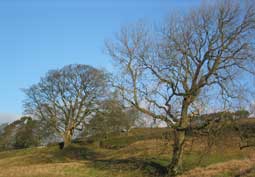 View from Bruce Cottage - rear